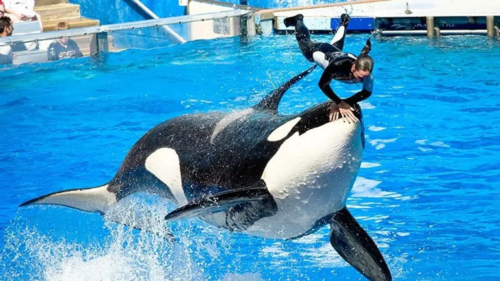 ¿Jessica Radcliffe qué le pasó? Video y cómo murió la entrenadora de orcas