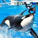 ¿Jessica Radcliffe qué le pasó? Video y cómo murió la entrenadora de orcas