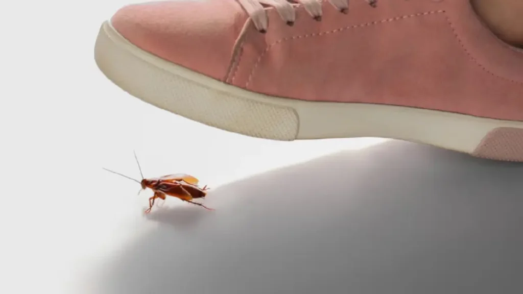 ¿Por qué no debes pisar una cucaracha? Razones para evitarlo