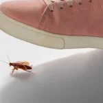 ¿Por qué no debes pisar una cucaracha? Razones para evitarlo
