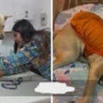 “Te extraño, mi humano”: Lucía, la perrita del profesor UDD, se recupera tras emotivo reencuentro