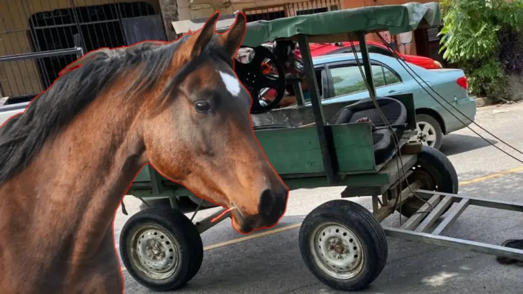 Caballo muere a disparos durante persecución en San Pedro Sula