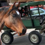 Caballo muere a disparos durante persecución en San Pedro Sula