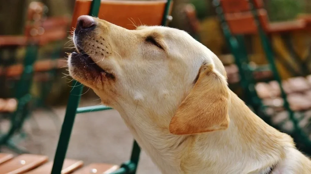 ¿Cuándo un perro aúlla alguien muere? Lo que realmente significa