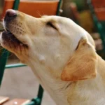 ¿Cuándo un perro aúlla alguien muere? Lo que realmente significa