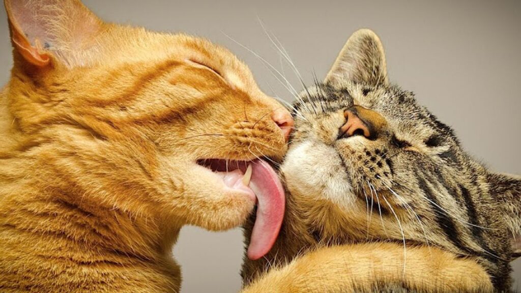 Agosto mes de las gatas: Qué significa, origen y contexto del trend en TikTok