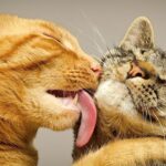 Agosto mes de las gatas: Qué significa, origen y contexto del trend en TikTok