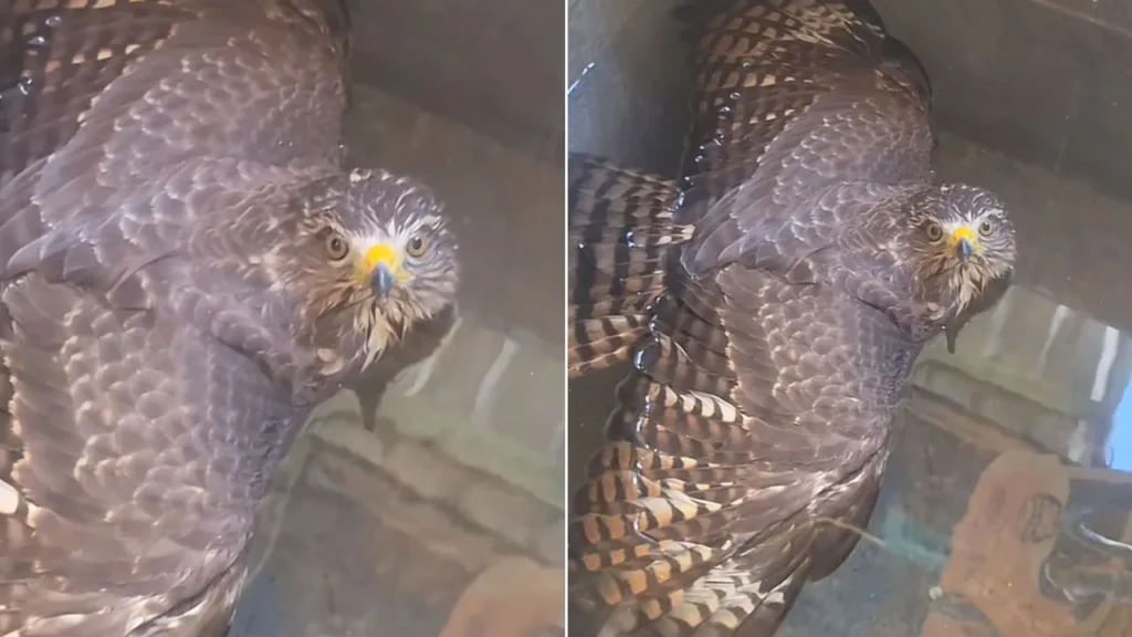 Hondureño encuentra un gavilán en su pila y el video se vuelve viral