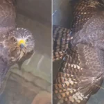 Hondureño encuentra un gavilán en su pila y el video se vuelve viral