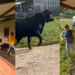 VIDEO: Toro irrumpe en fiesta de cumpleaños en Catacamas, Olancho