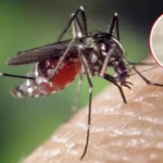 ¿Por qué los mosquitos pican más a unas personas que a otras?