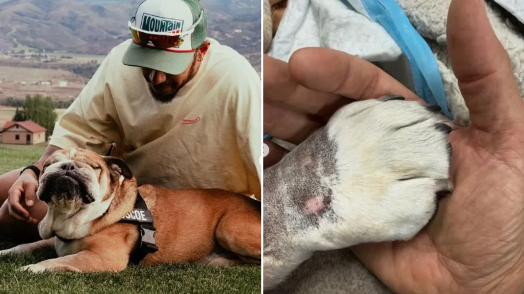 ¿Cuántos años tenía Roscoe, perro de Lewis Hamilton? Esta era su enfermedad