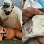 ¿Cuántos años tenía Roscoe, perro de Lewis Hamilton? Esta era su enfermedad