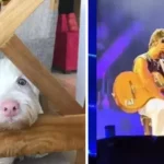 ¿Qué le pasó a Camilo? La dolorosa muerte que lo hizo llorar en pleno concierto