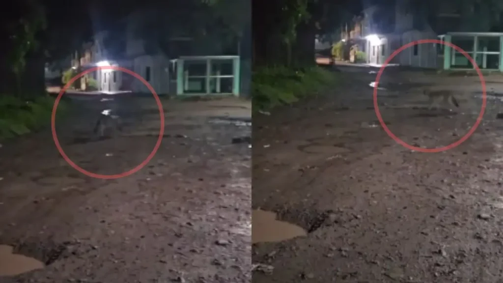 ¿El cadejo? Hondureña graba a misteriosa criatura en cementerio de Reitoca