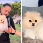 Perro que viajó desde Honduras ahora se ‘cree español’, según su dueño