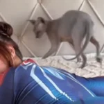 Carolina spider video: ¿se filtró un clip en Telegram y Twitter?