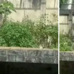 Leona mata a hombre en Brasil video: momento en dónde entró al recinto