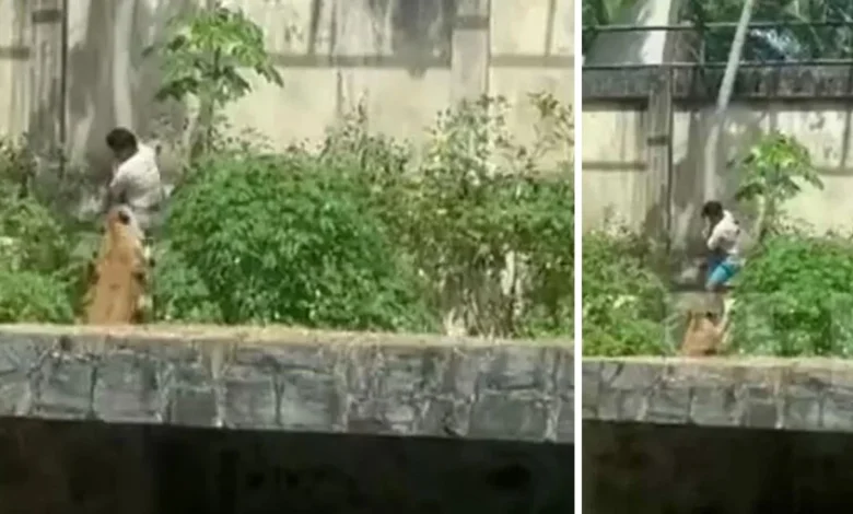 Leona mata a hombre en Brasil video: momento en dónde entró al recinto