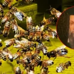2026 bajo el zumbido: la estremecedora profecía de Nostradamus sobre las abejas