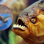 Niño devorado por pirañas video: cómo encontrar el impactante clip viral