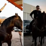 ¿Cuánto cuesta el caballo que le regaló Ángela Aguilar a Christian Nodal?