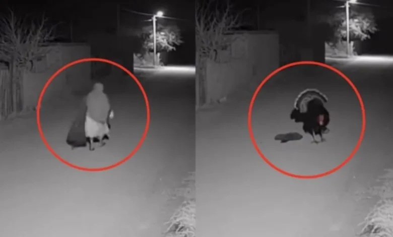VIDEO: Captan supuesta transformación de una 'bruja' en un pavo