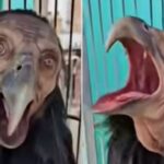 Video muestra la supuesta captura de una bruja convertida en pájaro