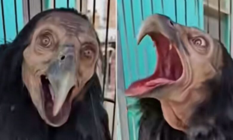 Video muestra la supuesta captura de una bruja convertida en pájaro