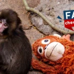 ¿Mono Punch murió? ¿qué le pasó? ¿es verdad que falleció el monito?