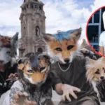 De therians a ‘cervecerians’: jóvenes se vuelven tendencia con máscaras