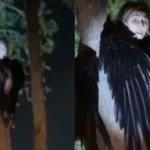 Video muestra extraña 'bruja' con alas de pájaro escondida en un árbol