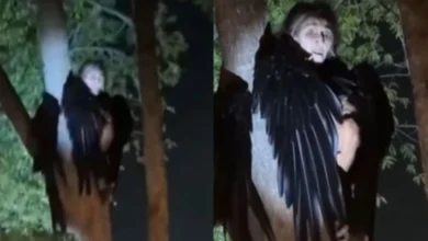 Video muestra extraña 'bruja' con alas de pájaro escondida en un árbol