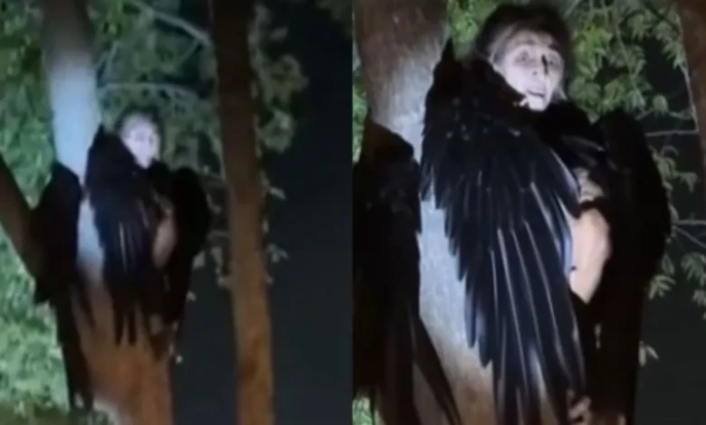Video muestra extraña 'bruja' con alas de pájaro escondida en un árbol