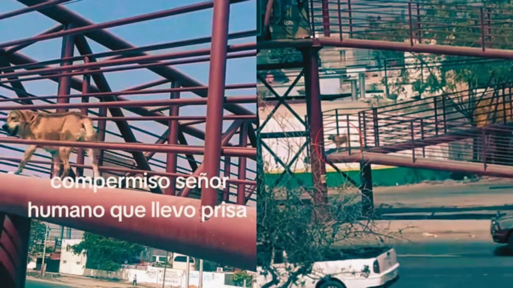 Vídeo | 'Ejemplo de educación vial': Graban a perrito al cruzar puente peatonal