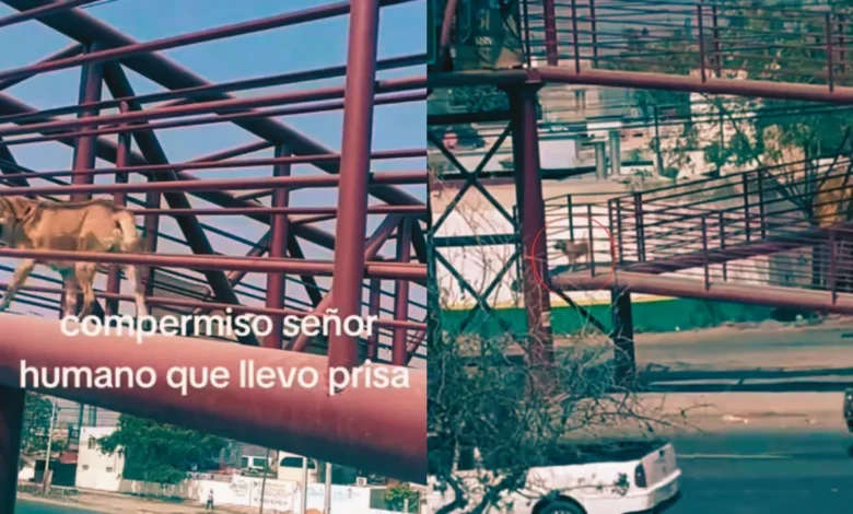 Vídeo | 'Ejemplo de educación vial': Graban a perrito al cruzar puente peatonal