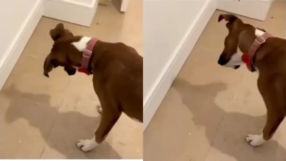 Video: Perro bóxer se sorprende con su sombra y se hace viral